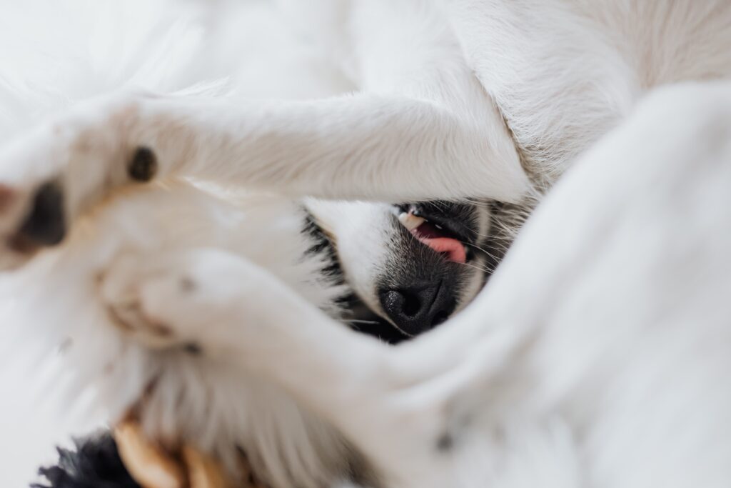 tips för dig som funderar skaffa hund