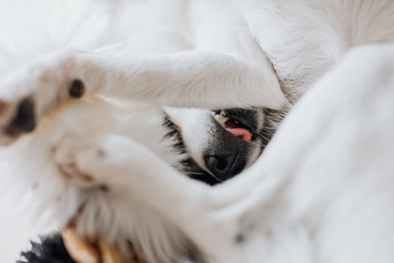 tips för dig som funderar skaffa hund